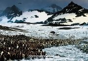 Frans Lanting. Penguin