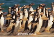 Frans Lanting. Penguin