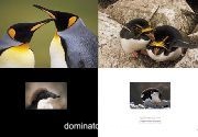 Frans Lanting. Penguin