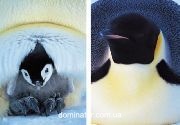 Frans Lanting. Penguin